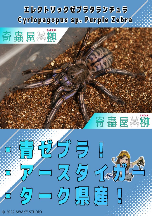 奇蟲屋 榊（タランチュラ通販店）- Japanese Tarantula Online Store