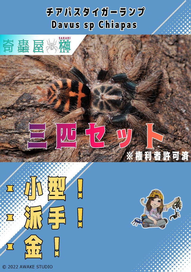 セット販売 | 奇蟲屋 榊（タランチュラ通販店）- Japanese Tarantula