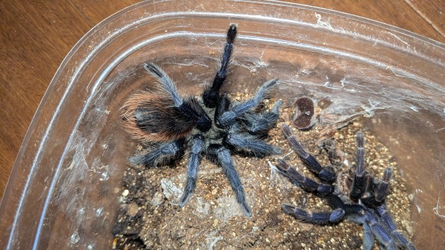 🔥新入荷🔥 | 奇蟲屋 榊（タランチュラ通販店）- Japanese Tarantula