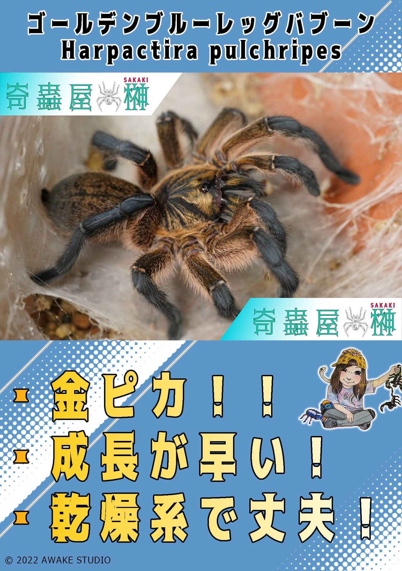 🔥新入荷🔥 | 奇蟲屋 榊（タランチュラ通販店）- Japanese Tarantula