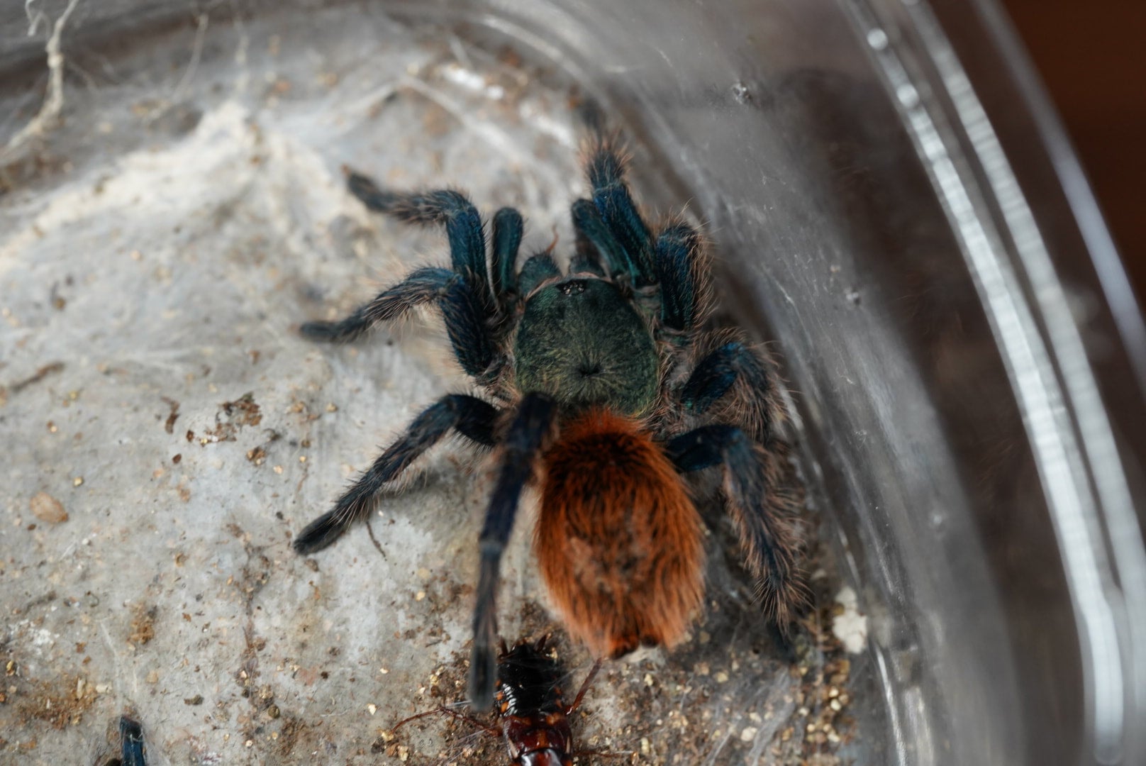 グリーンボトルブルー紹介、飼育方法｜虫の森