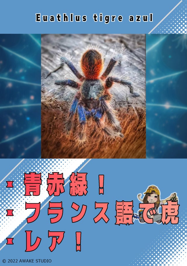 奇蟲屋 榊（タランチュラ通販店）- Japanese Tarantula Online Store