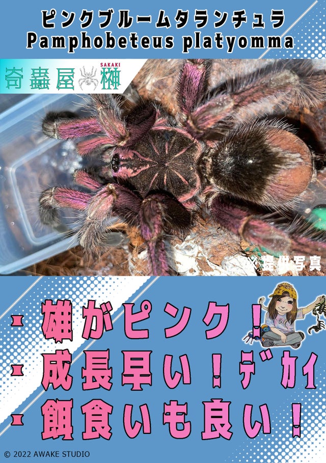 奇蟲屋 榊（タランチュラ通販店）- Japanese Tarantula Online Store