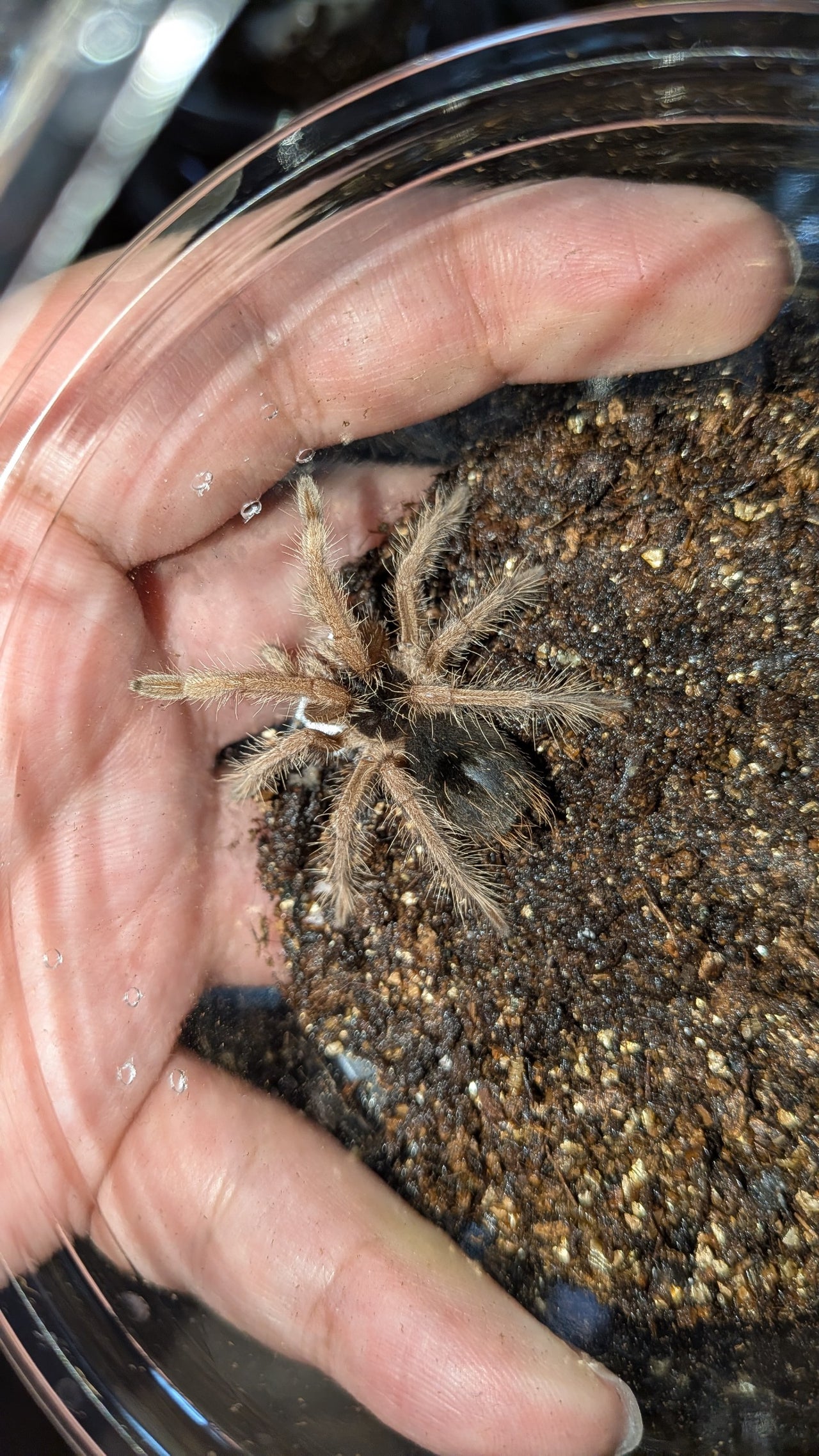 奇蟲屋 榊（タランチュラ通販店）- Japanese Tarantula Online Store