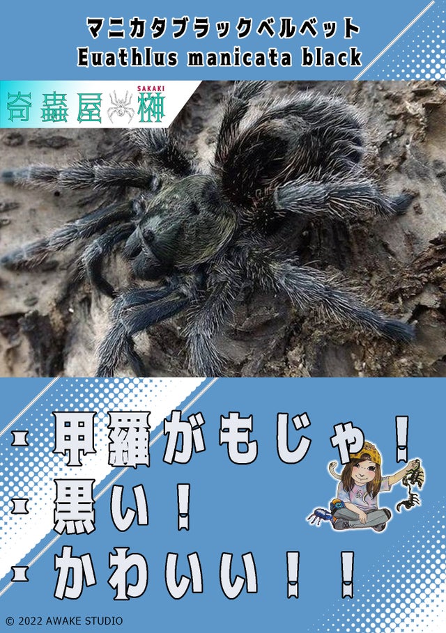 🔥新入荷🔥 | 奇蟲屋 榊（タランチュラ通販店）- Japanese Tarantula