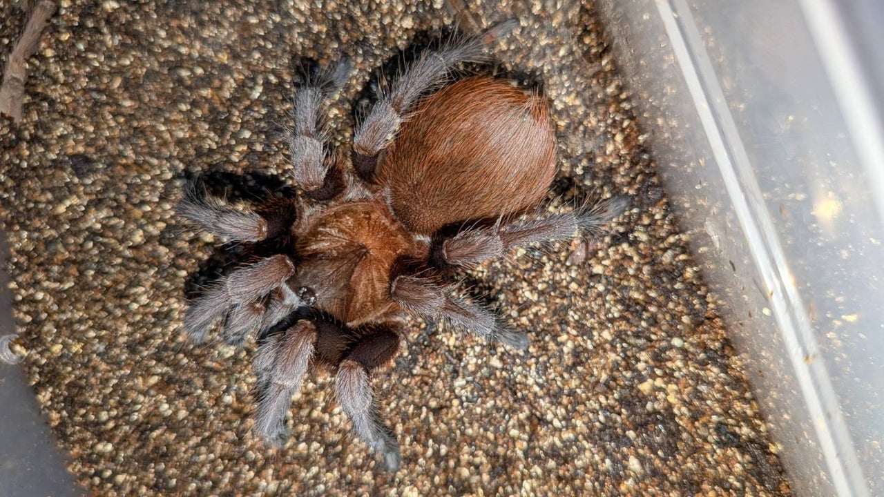 セット販売 | 奇蟲屋 榊（タランチュラ通販店）- Japanese Tarantula