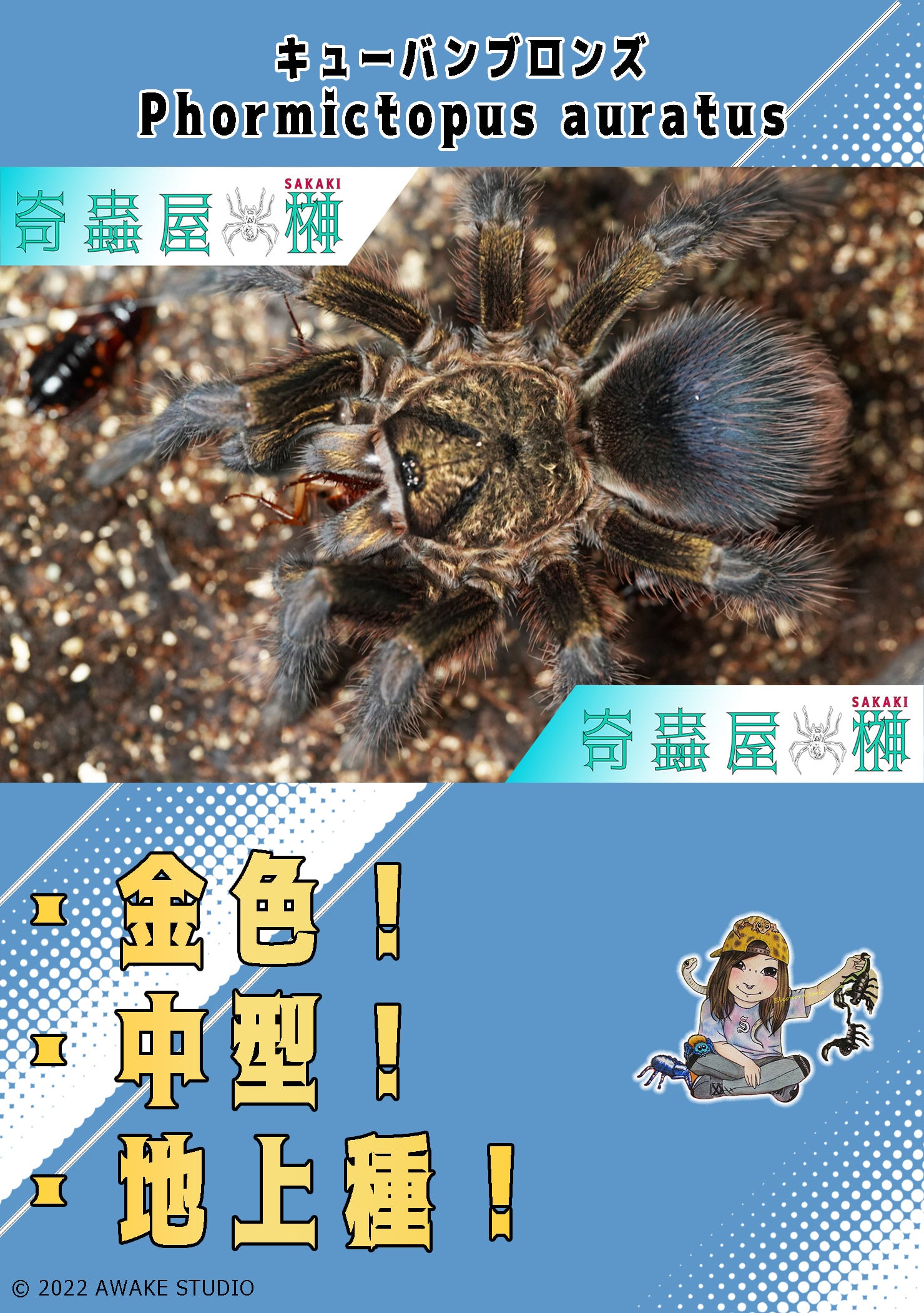 キューバンブロンズ/Phormictopus auratus【幼体】 当店CB | 奇蟲屋 榊