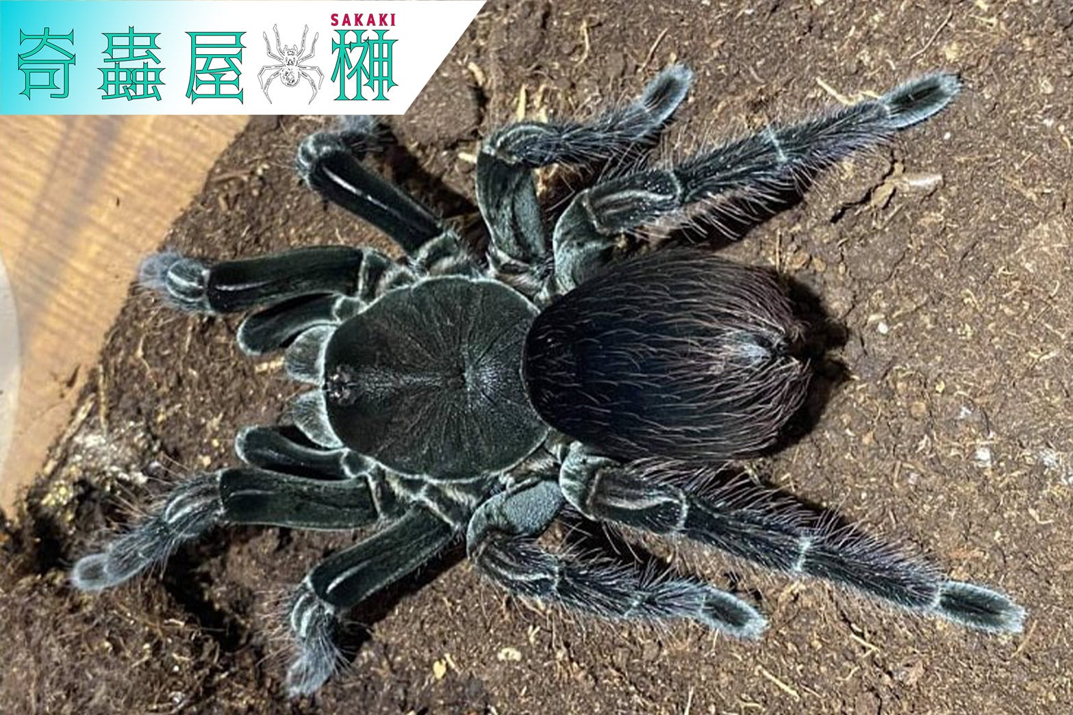 毒蜘蛛座のアラクネ タランチュラ 聖闘士星矢 海外版 18cm 毒蜘蛛座のアラクネ タランチュラ 聖闘士星矢 海外版 18cm