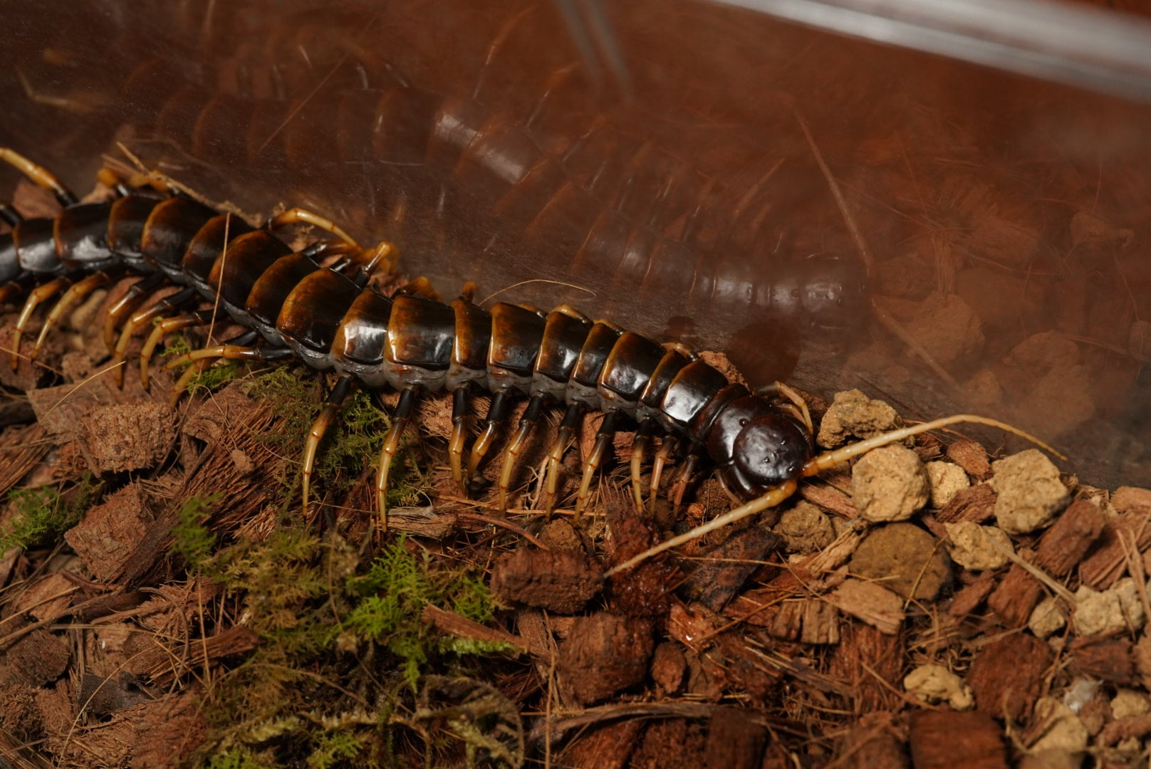 スラウェシパープルセンチピード トラジャオオムカデ ムカデ Scolopendra 奇蟲 奇虫 サソリ タランチュラ - 虫類