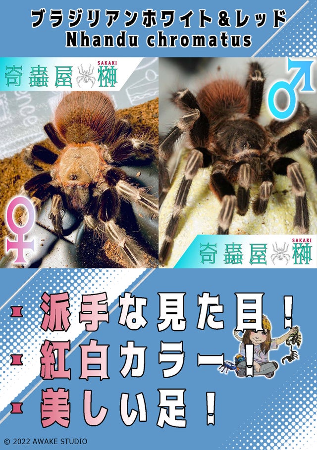 3匹セット ブラジリアンブルー/Pterinopelma sazimai 幼体/サジマズブルー タランチュラ - 虫類