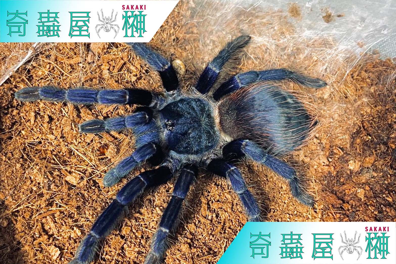 初心者おすすめ】ブラジリアンブルータランチュラ 体長4cmほど