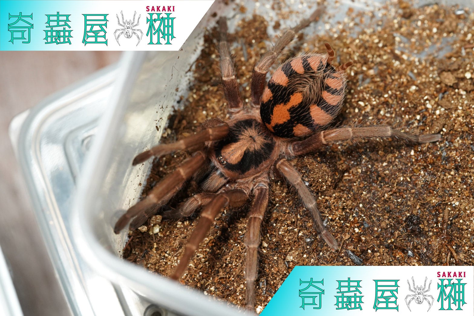 世界最大!?】ゴライアスバードイーター Big