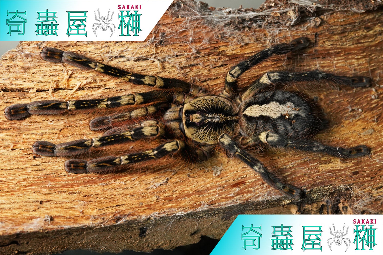 フリンジドオーナメンタル/Poecilotheria ornata 当店CB【かなり育った幼体】 | 奇蟲屋 榊（タランチュラ通販店）