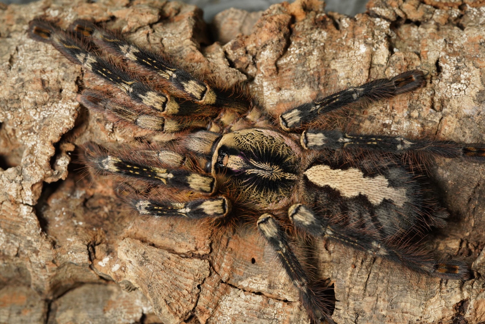 フリンジドオーナメンタル/Poecilotheria ornata 当店CB【かなり育った幼体】 | 奇蟲屋 榊（タランチュラ通販店）