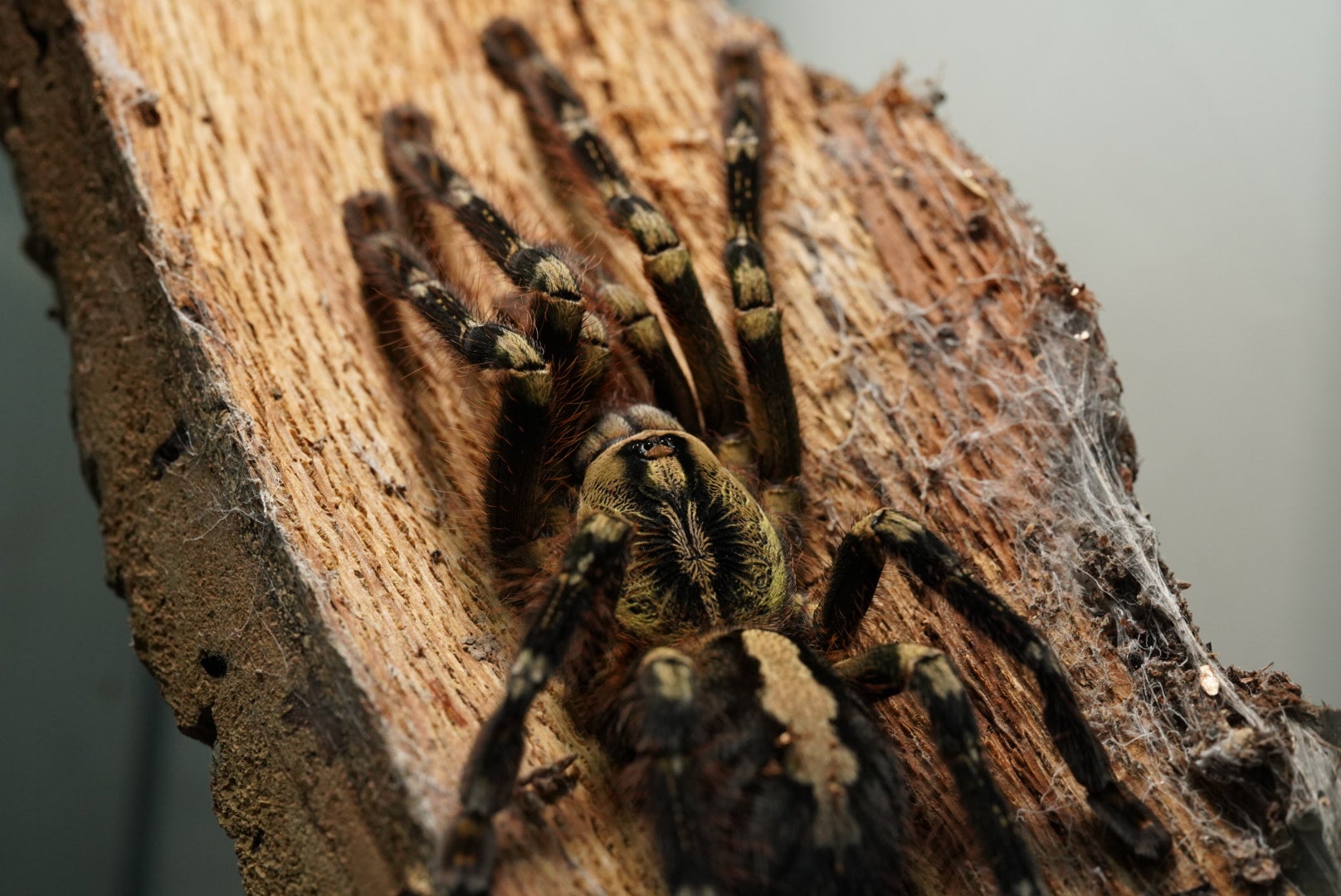 フリンジドオーナメンタル/Poecilotheria ornata 当店CB【かなり育った幼体】 | 奇蟲屋 榊（タランチュラ通販店）