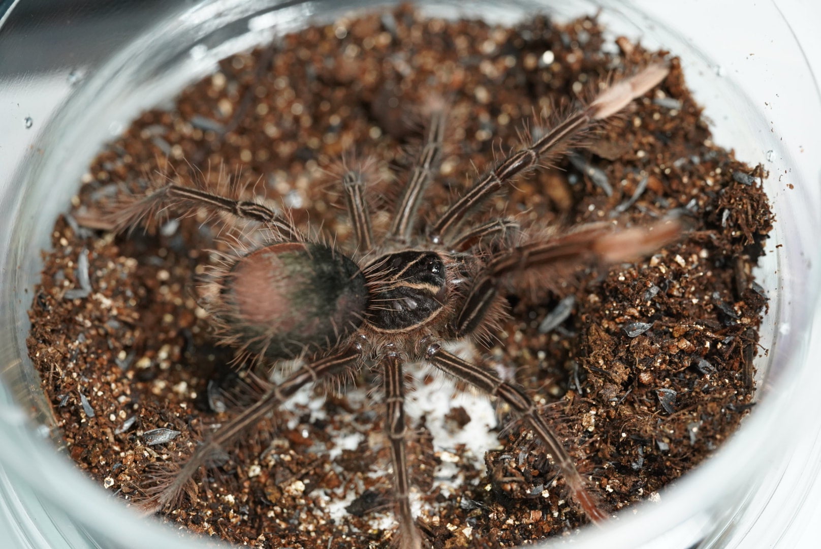 植物/観葉植物 タランチュラ tarantula ディッキア 発根済みカキ子