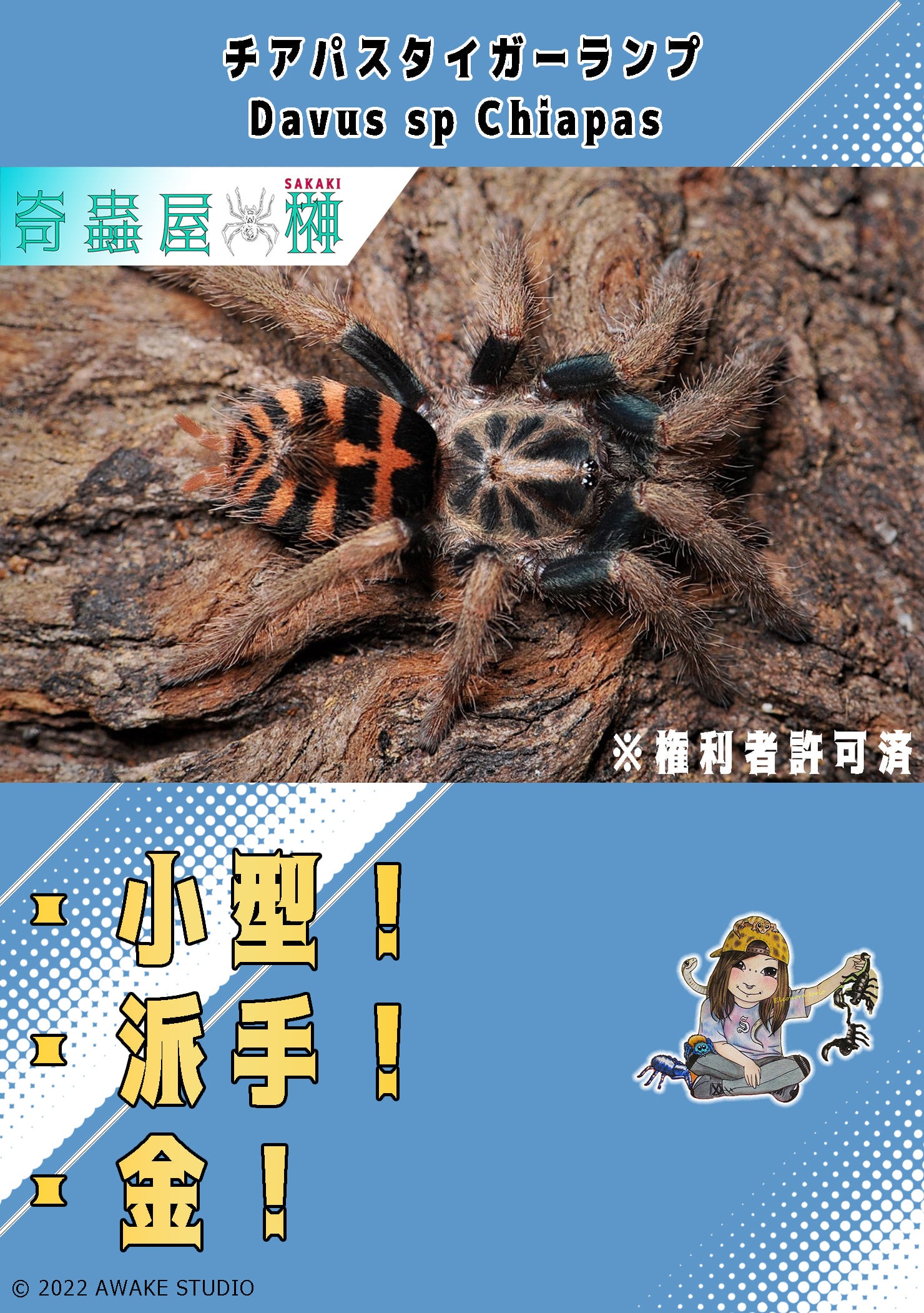 メキシカンサルファー/Brachypelma albiceps 【かなり育ってる幼体】国内ch | 奇蟲屋 榊（タランチュラ通販店）