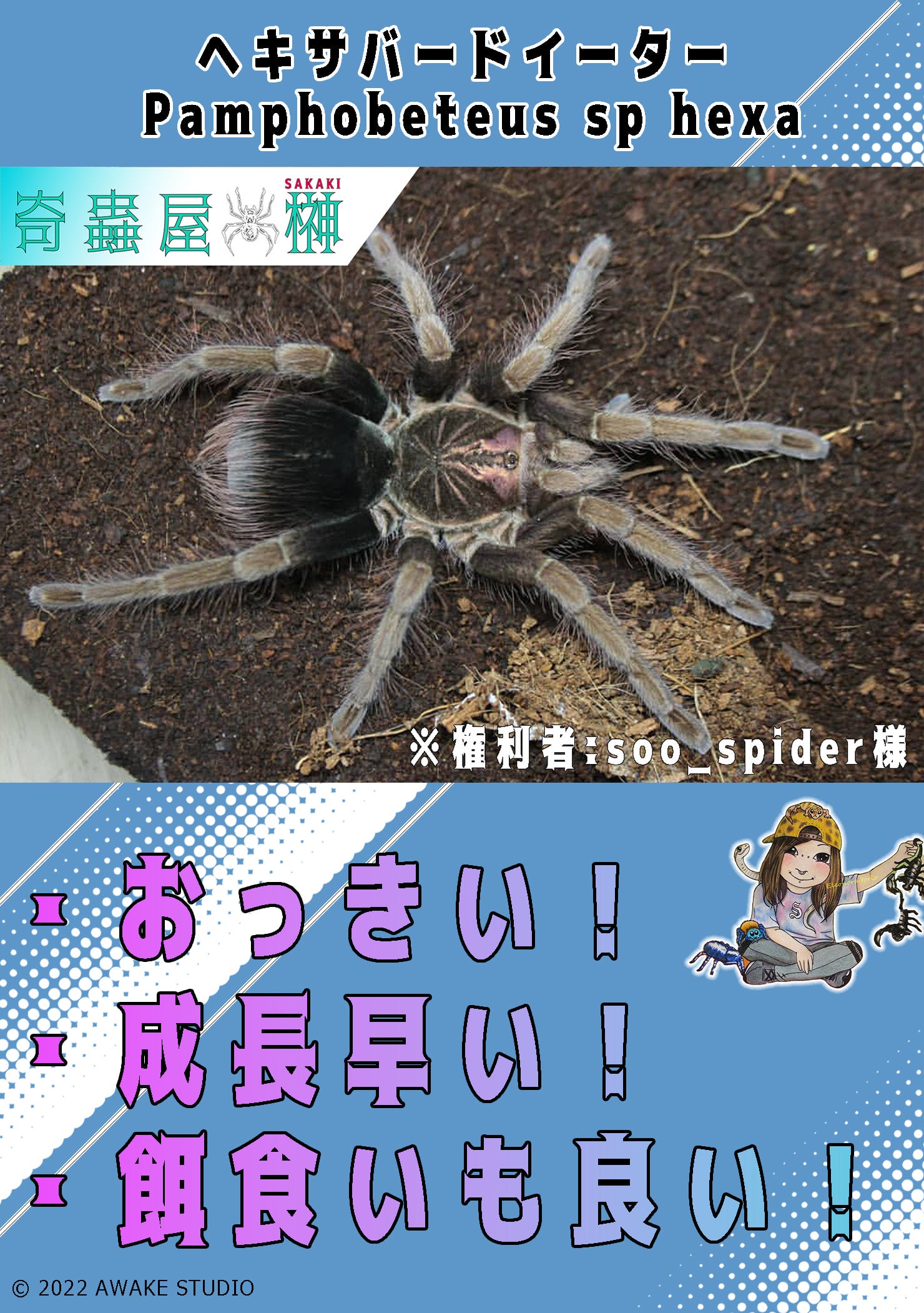 Xenesthis immanis EUCB メス 体長8~9cm タランチュラ