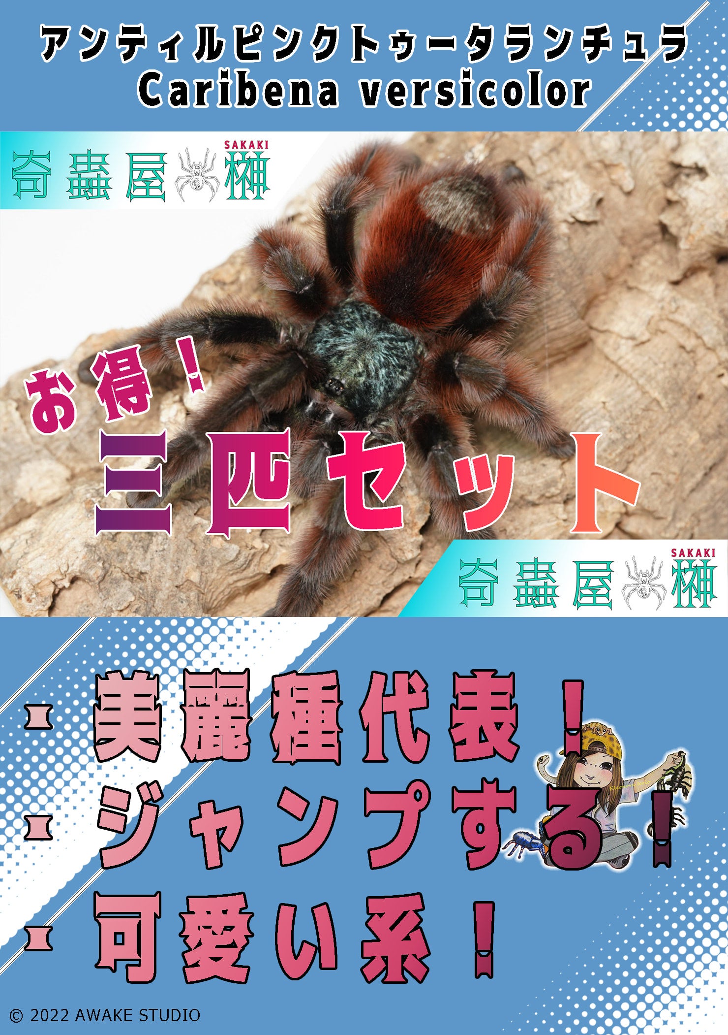 3匹セット ブラジリアンブルー/Pterinopelma sazimai 幼体/サジマズブルー タランチュラ - 虫類