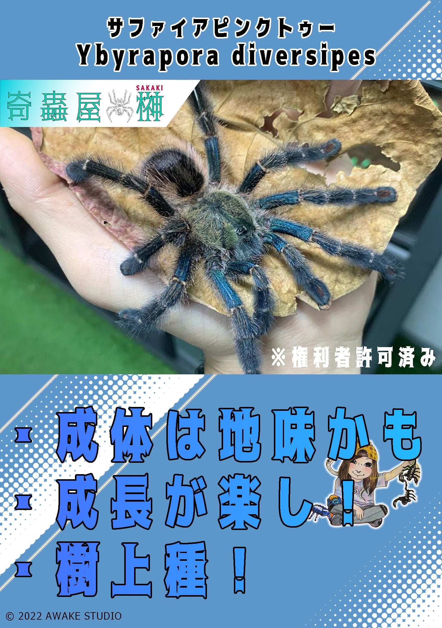 ブラジリアン•ブルー•タランチュラ 体長2cmほど
