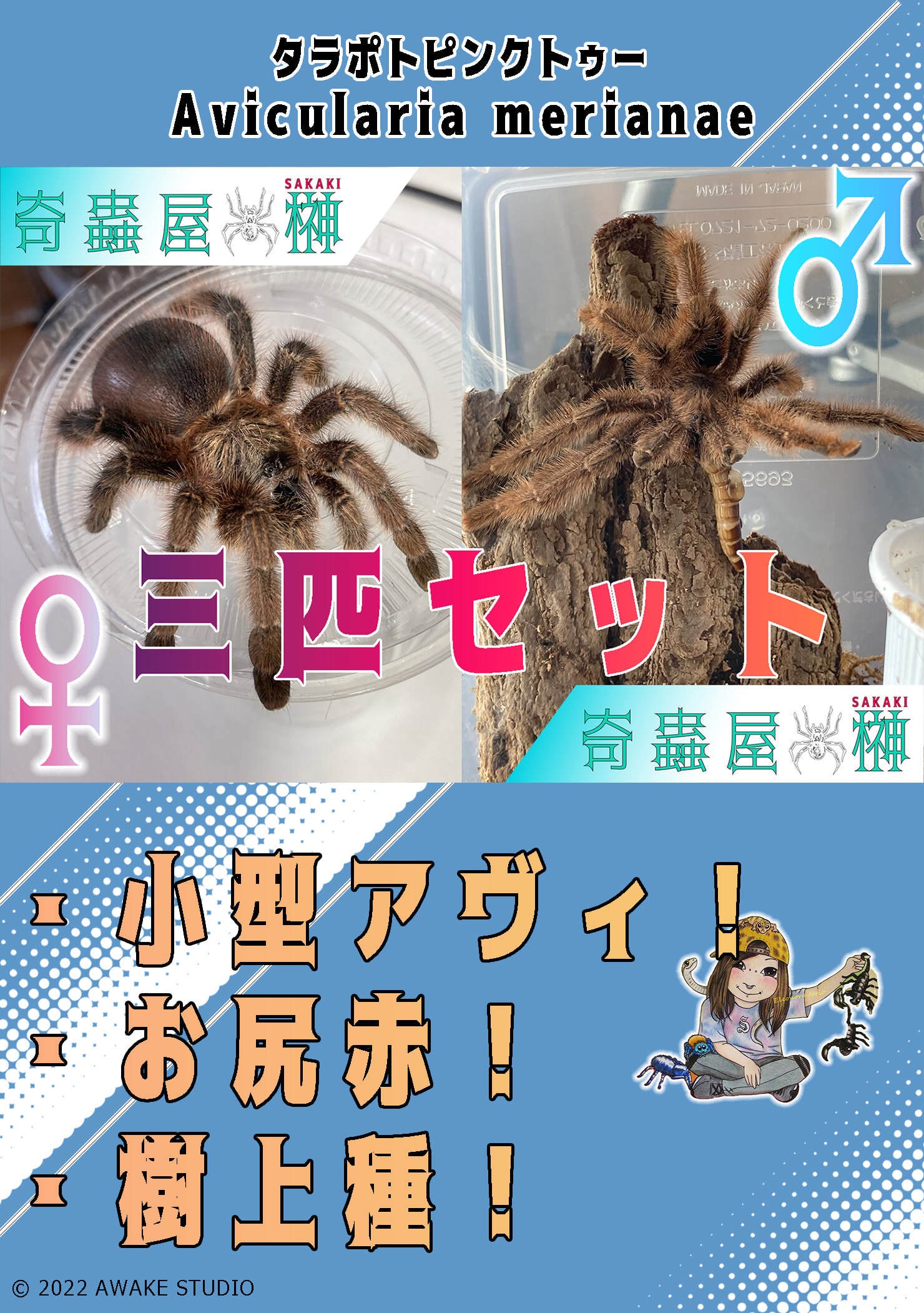 タラポトピンクトゥー/Avicularia merianae【幼体】3匹セット 国内cb | 奇蟲屋 榊（タランチュラ通販店）