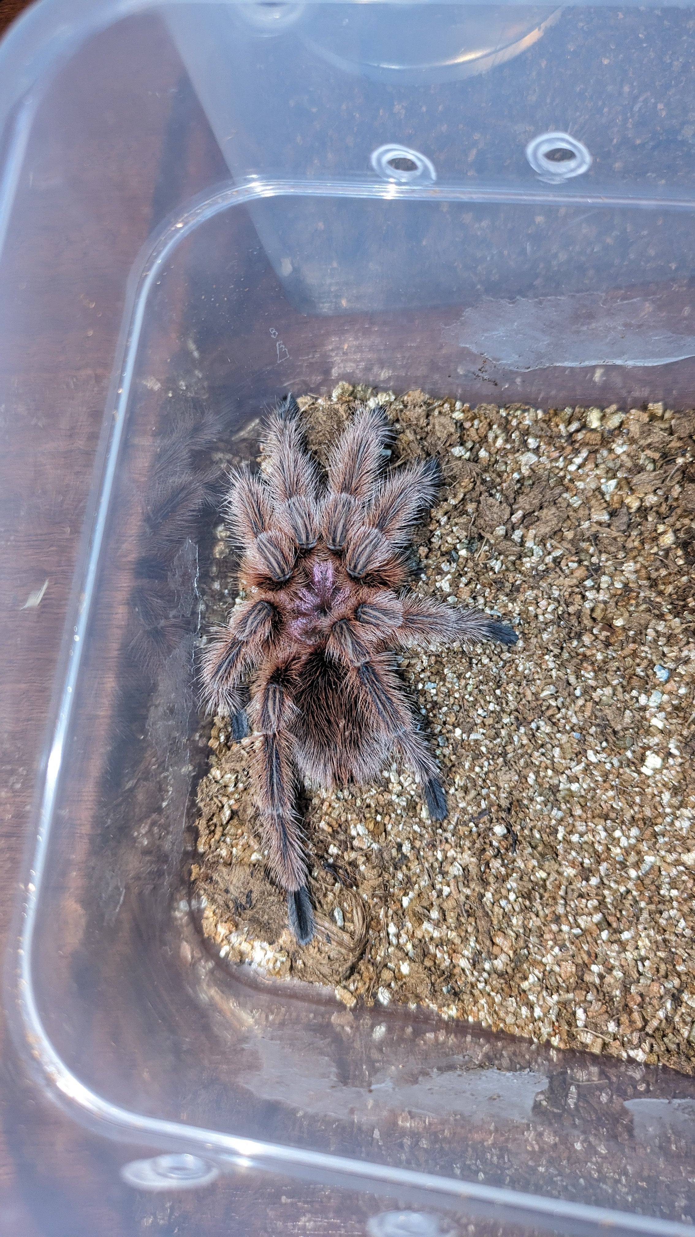 ■ＮＣ 新着 油性 鉄・木 クリーム系 タイコーペイント フォースター ★2 タイコーペイントの通販