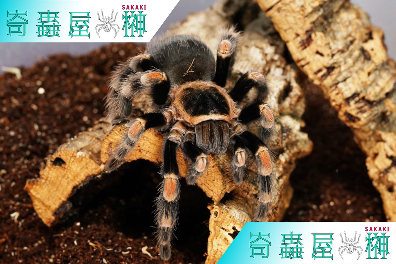 Brachypelma albiceps メキシカンサルファタランチュラ 体長6cmほど - 虫類