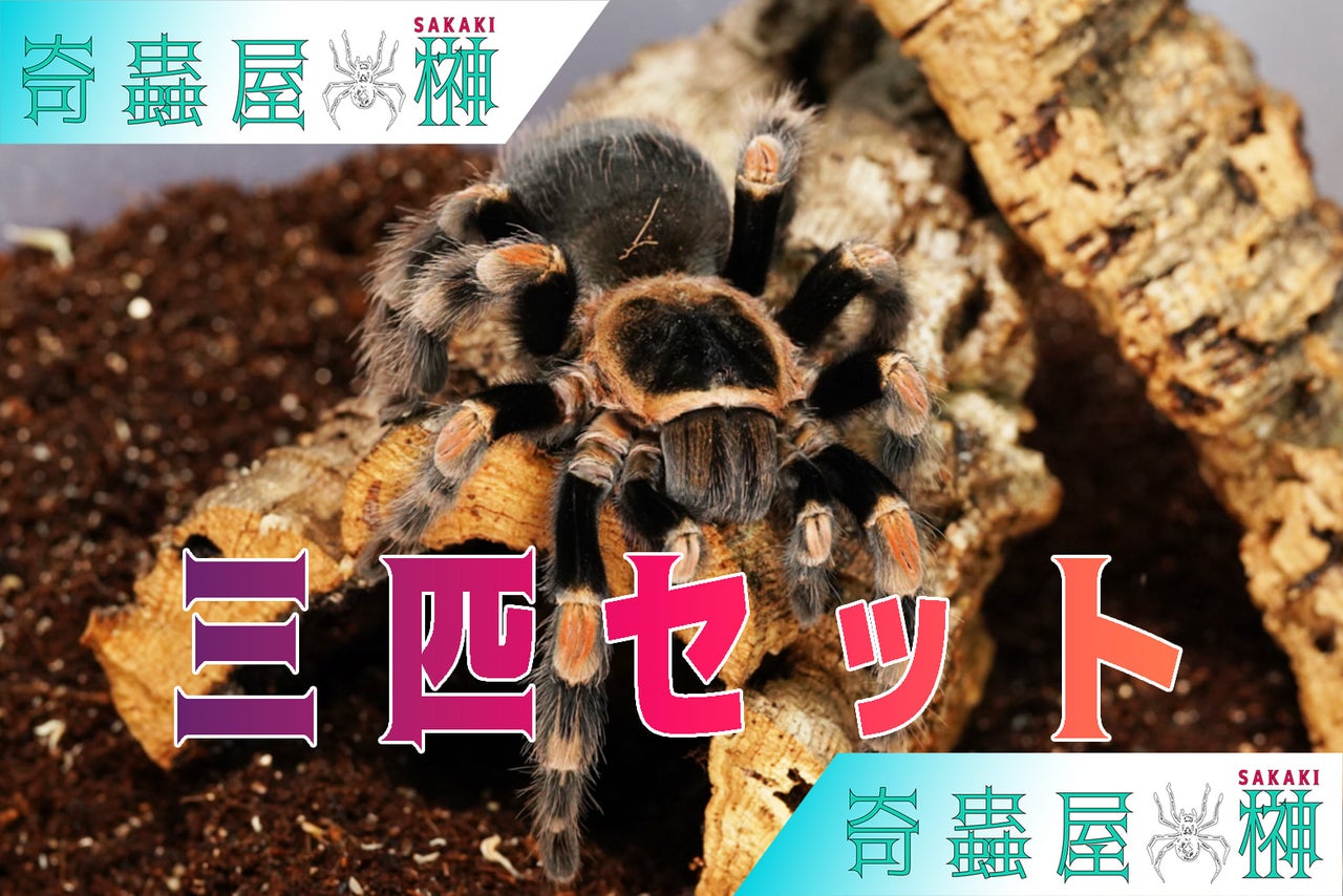 3匹セット ブラジリアンブルー/Pterinopelma sazimai 幼体/サジマズブルー タランチュラ - 虫類