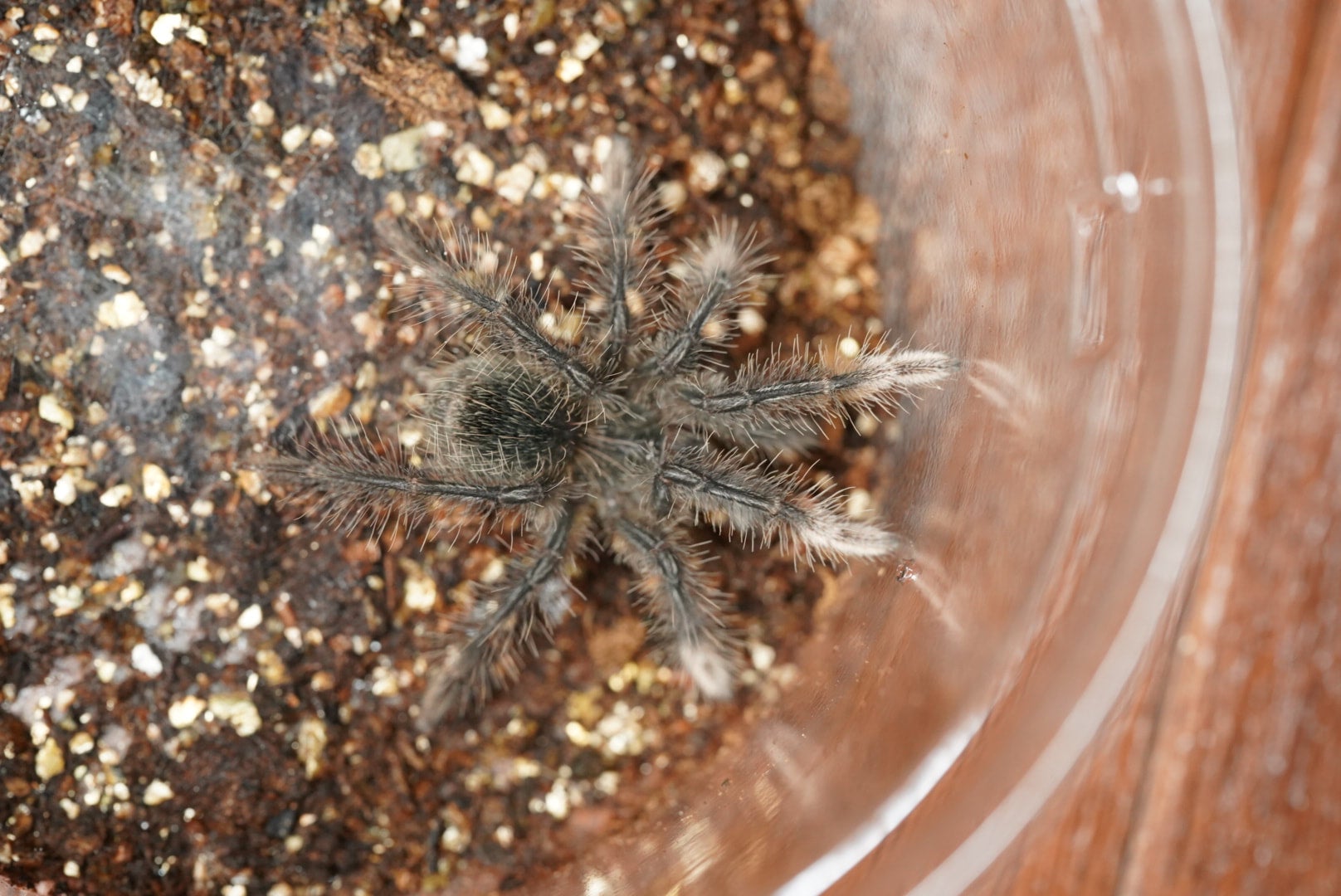 ♀確定】Theraphosa stirmi バーガンディゴライアス WC個体 タランチュラ - 虫類