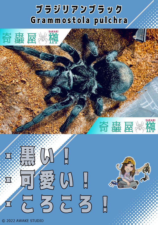 クモ 蜘蛛 標本 Avicularia avicularia タランチュラ - 標本