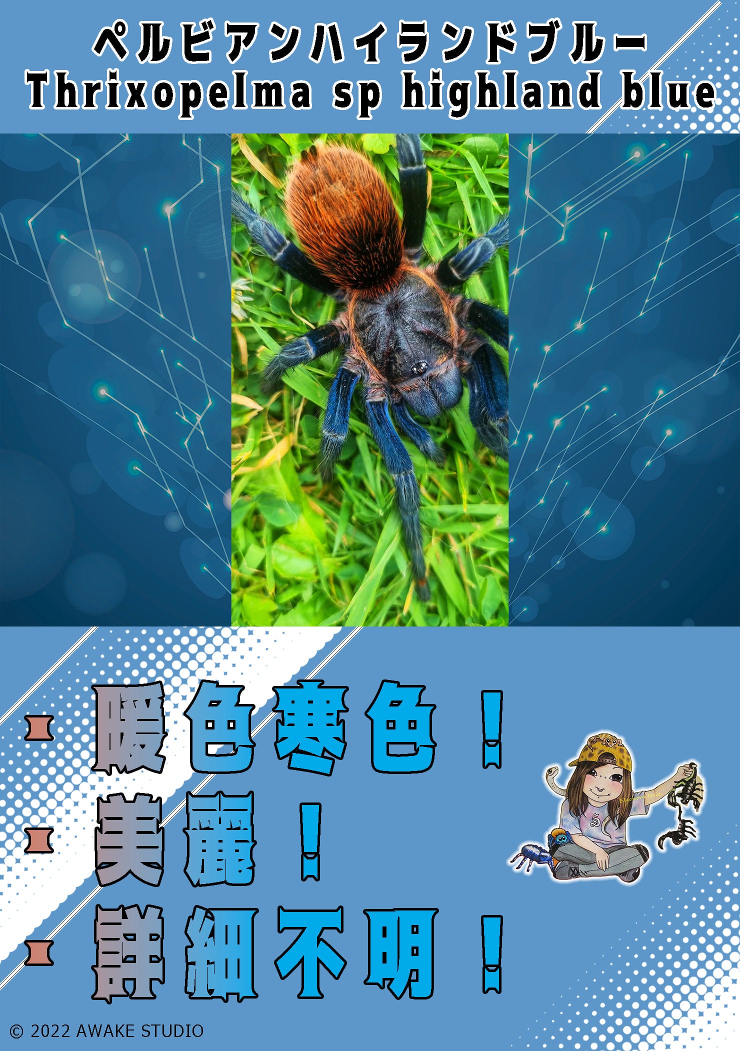 亜成体,特大】Theraphosa stirmi バーガンディゴライアスバードイーター 【タランチュラ】 - 虫類