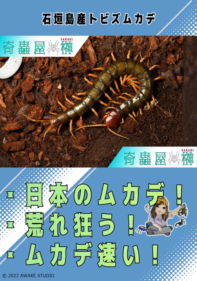 信頼 季刊奇蟲 1〜4 号 アジア産オオムカデビジュアル図鑑 - 本