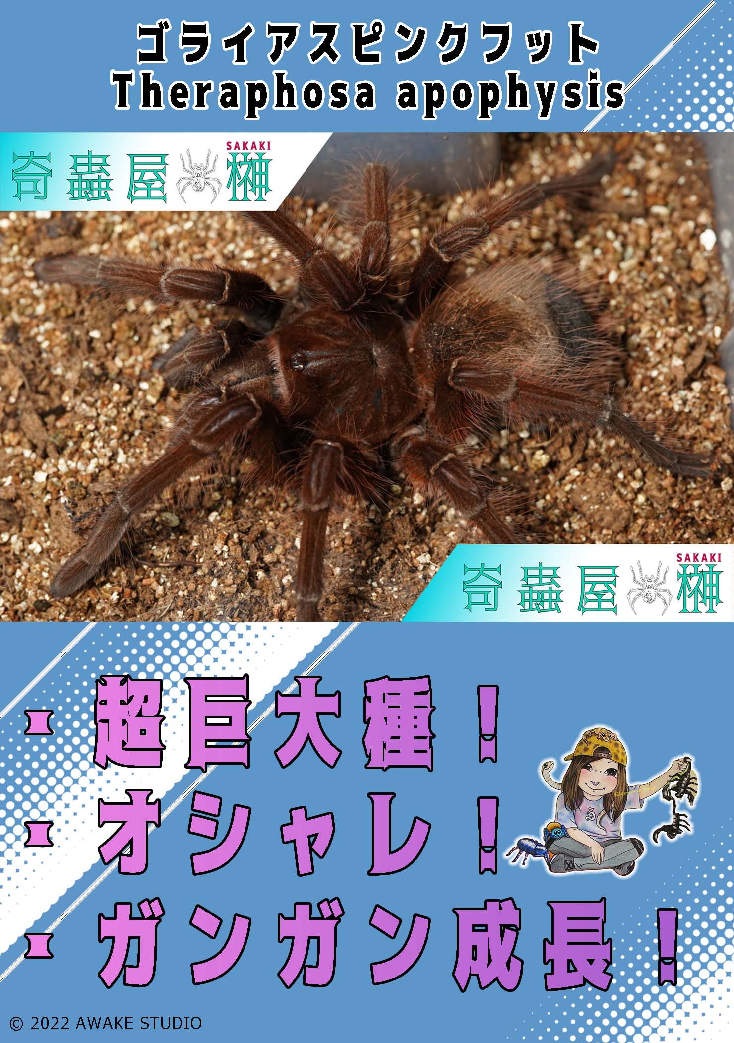 ♀確定】Theraphosa stirmi バーガンディゴライアス WC個体 タランチュラ - 虫類