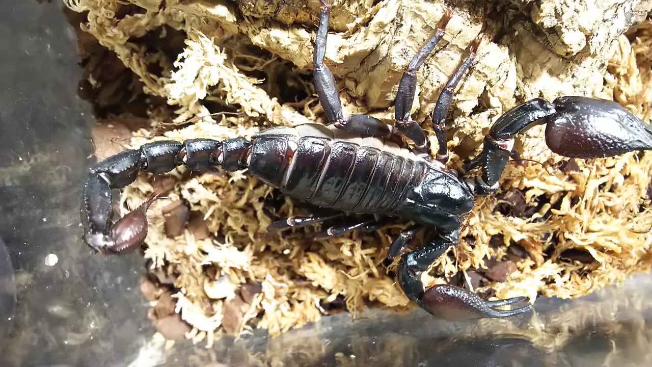 アシダカグモ】コバエ ゴキブリ シミ 紙魚 ダニノミ 害虫 対策 防虫 タランチュラ 蜘蛛 奇蟲 サソリ ムカデ ヤスデ アシダカグモ 軍曹 - 虫類