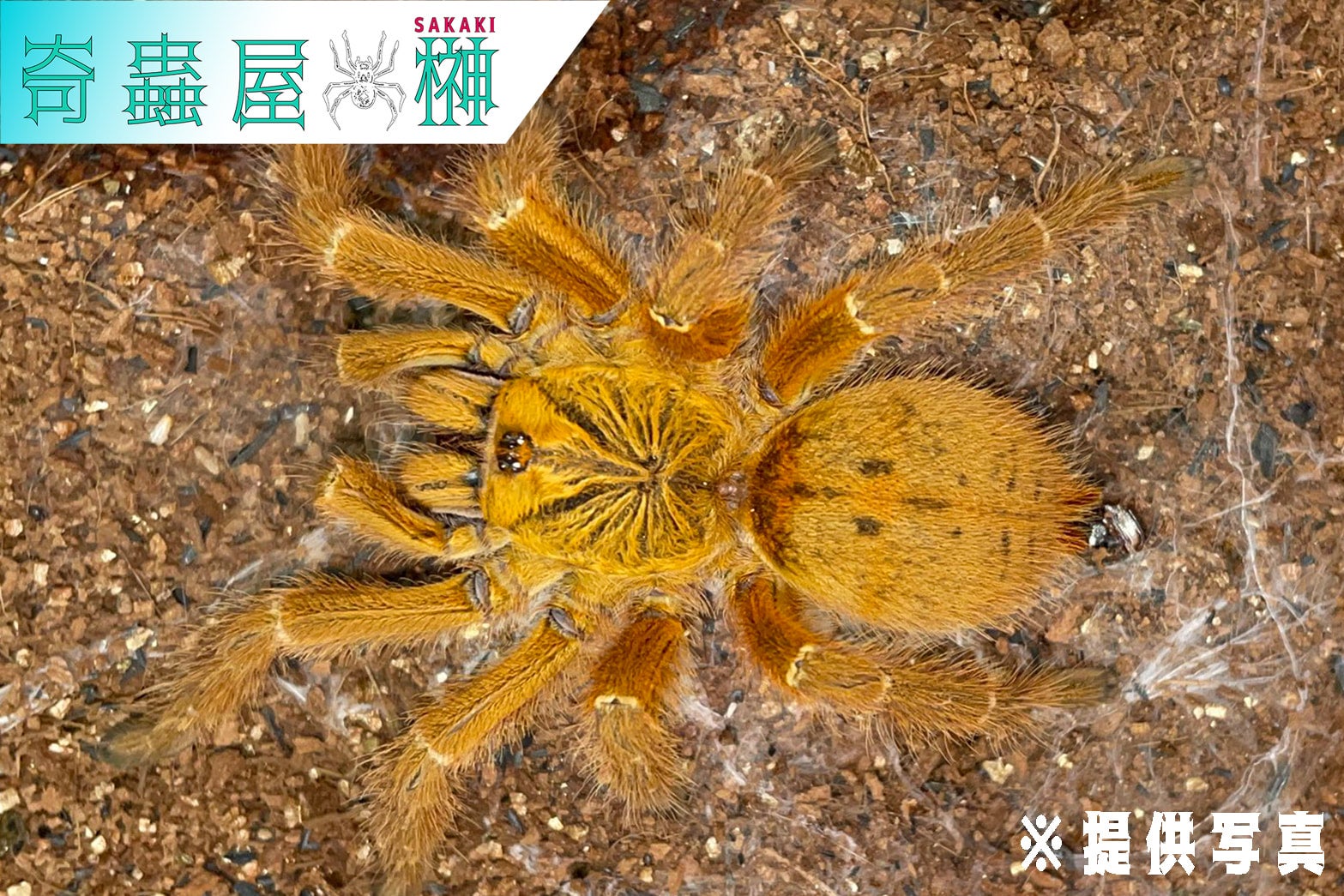 ウサンバラオレンジバブーン レッドカラーフォーム/Pterinochilus murinus RCF【幼体】国内CB | 奇蟲屋 榊（タランチュラ 通販店）