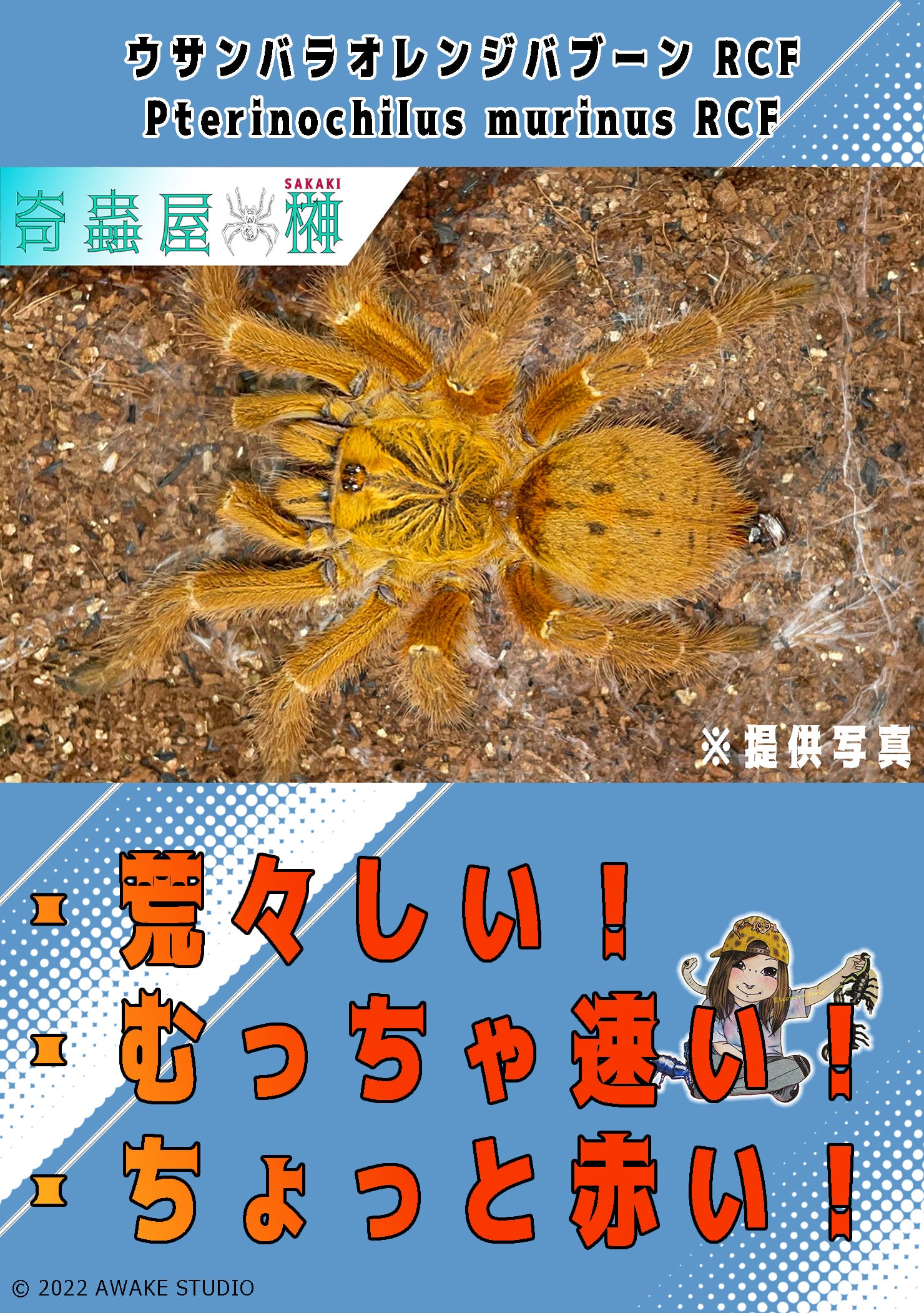 ウサンバラオレンジバブーン レッドカラーフォーム/Pterinochilus murinus RCF【幼体】国内CB | 奇蟲屋  榊（タランチュラ通販店）