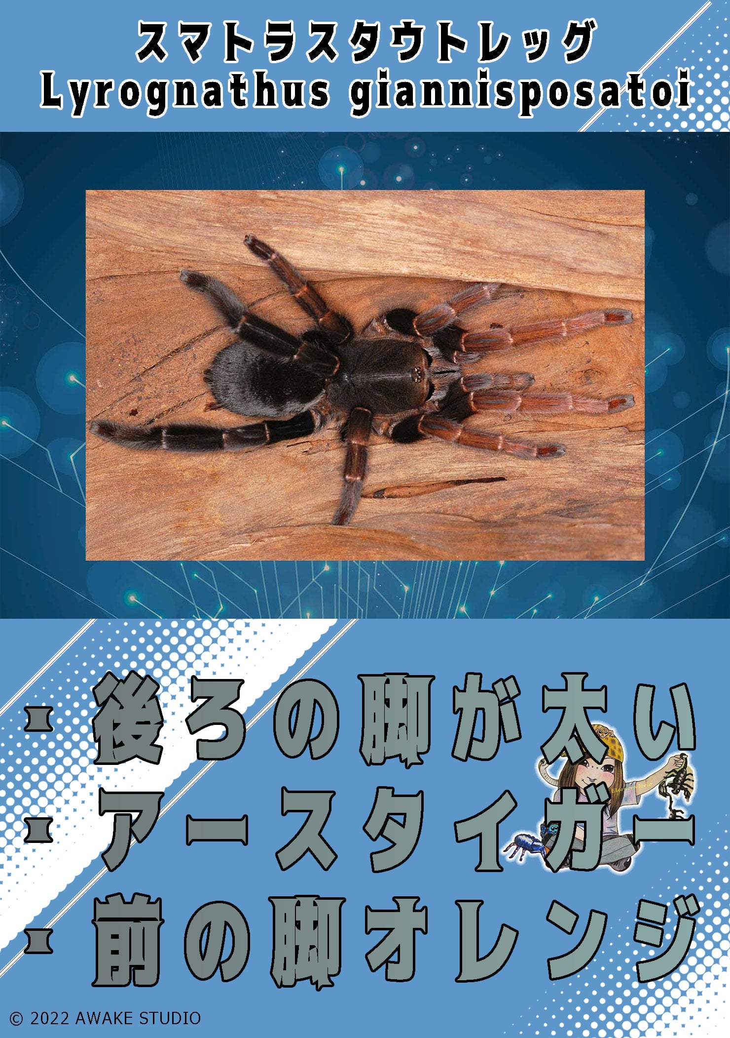 メキシカンサルファー/Brachypelma albiceps 【かなり育ってる幼体】国内ch | 奇蟲屋 榊（タランチュラ通販店）