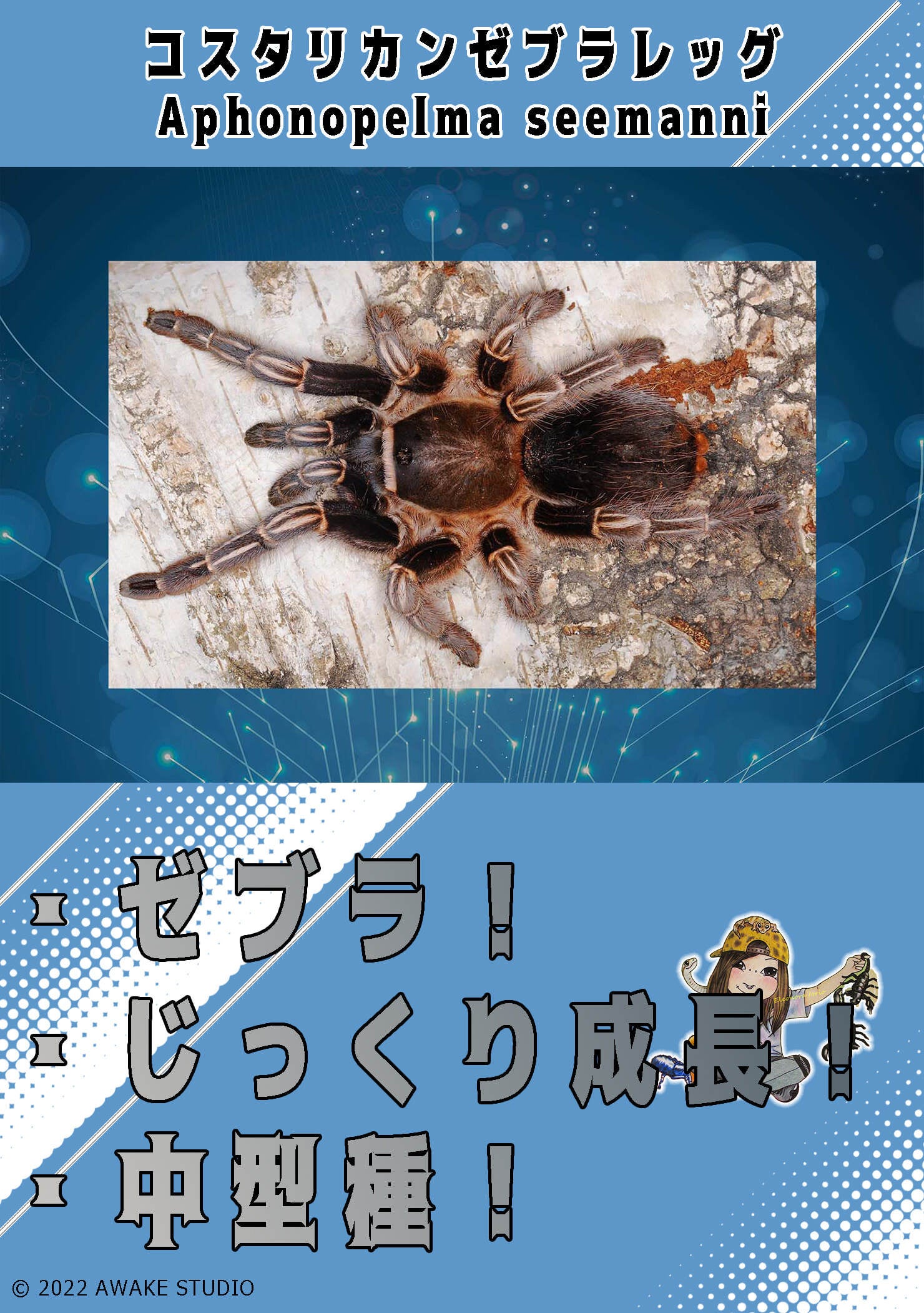 コスタリカンゼブラレッグ/Aphonopelma seemanni 【幼体】 | 奇蟲屋 榊（タランチュラ通販店）