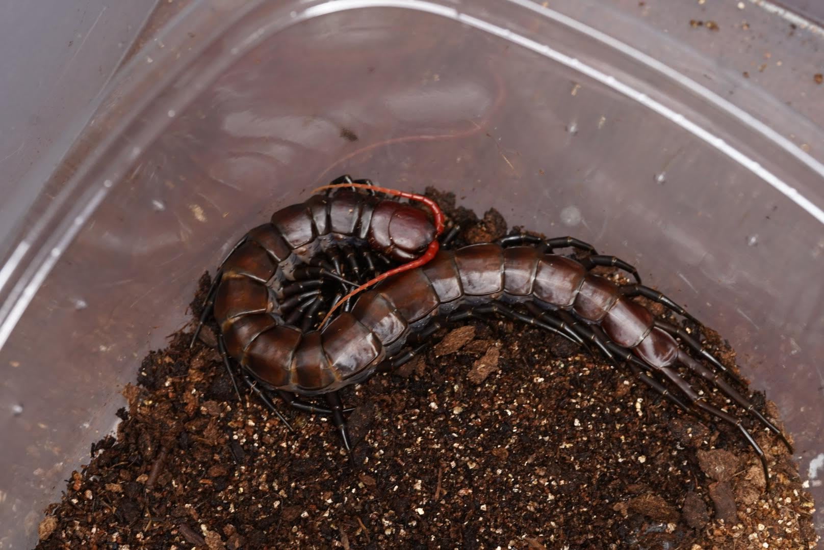 セレベスパープル/Scolopendra sp. 【ヤング、雌】 | 奇蟲屋 榊（タランチュラ通販店）