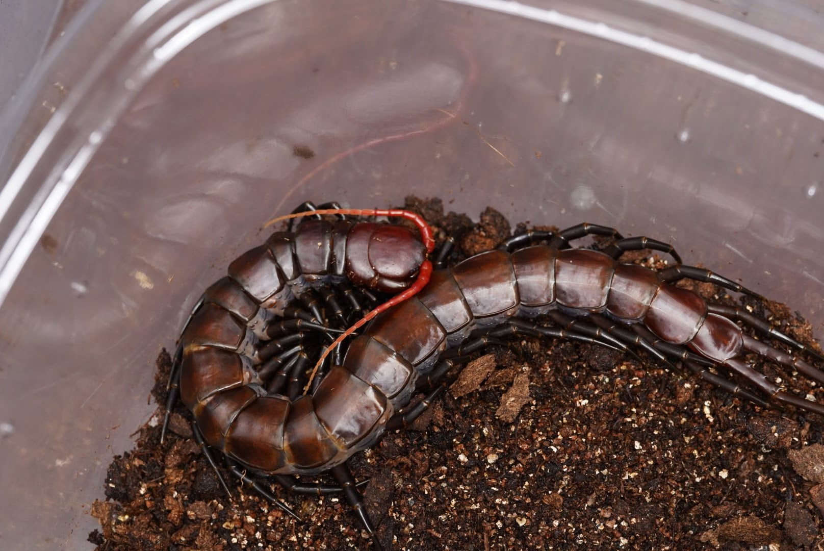 セレベスパープル/Scolopendra sp. 【ヤング、雌】 | 奇蟲屋 榊（タランチュラ通販店）