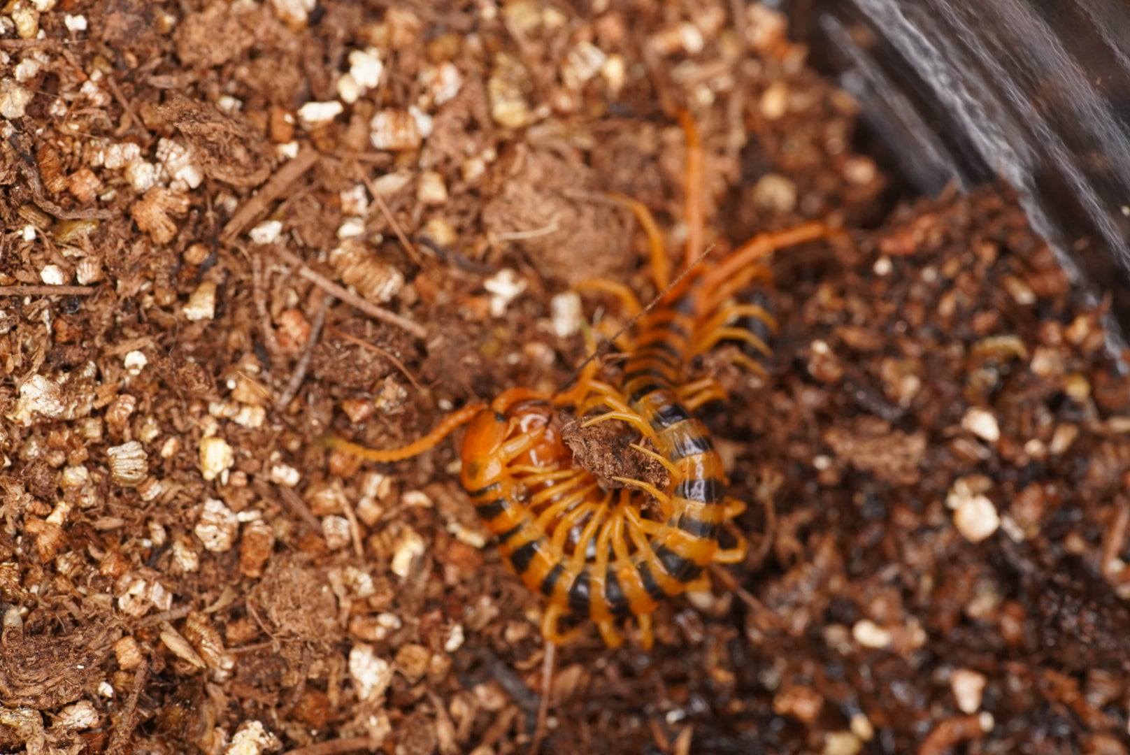 セレベスパープル/Scolopendra sp. 【幼体】輸入後2-3回脱皮 | 奇蟲屋 榊（タランチュラ通販店）