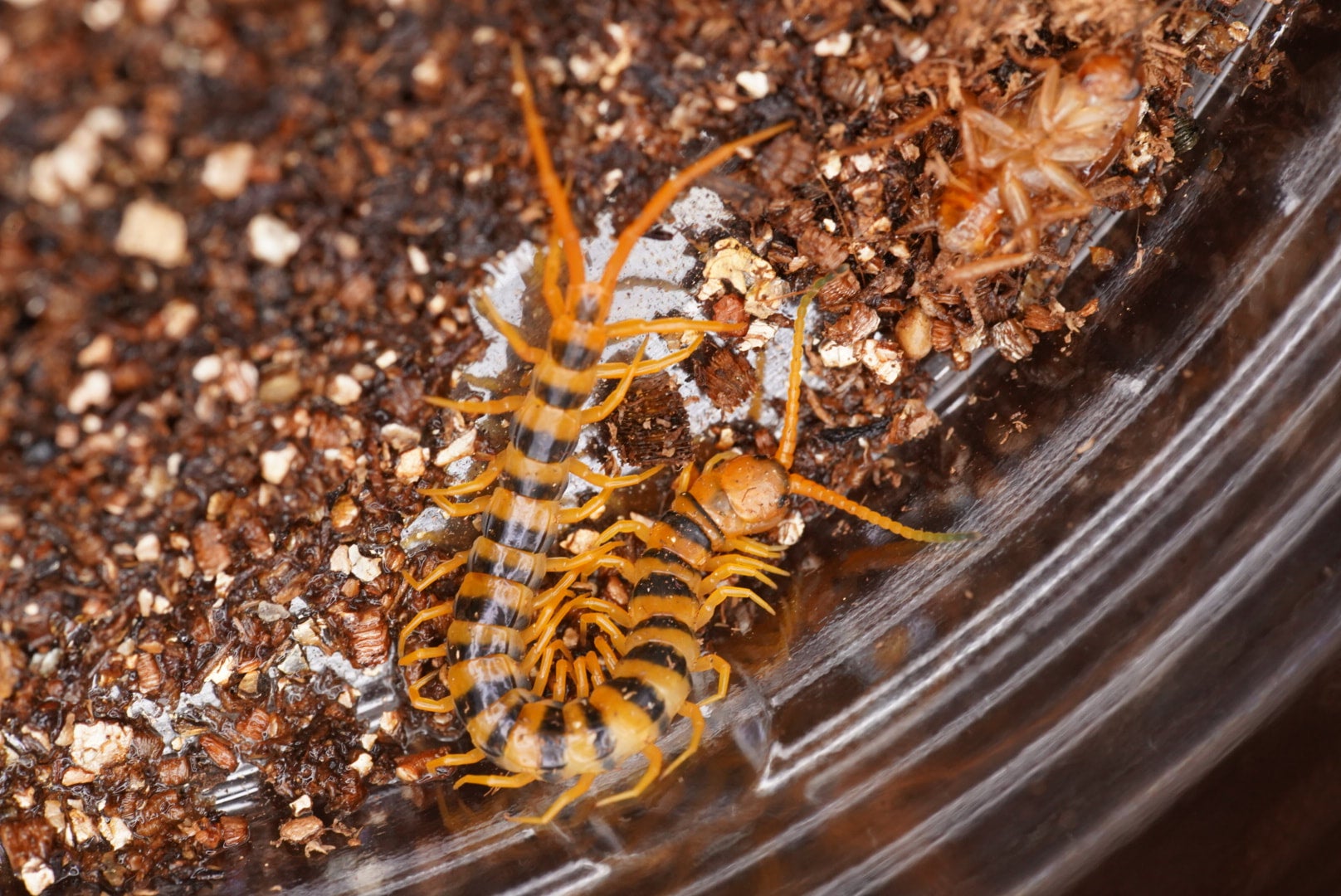 セレベスブラックドラゴン Scolopendra sp. 約23〜25cm 新種 ムカデ タランチュラ サソリ - 虫類