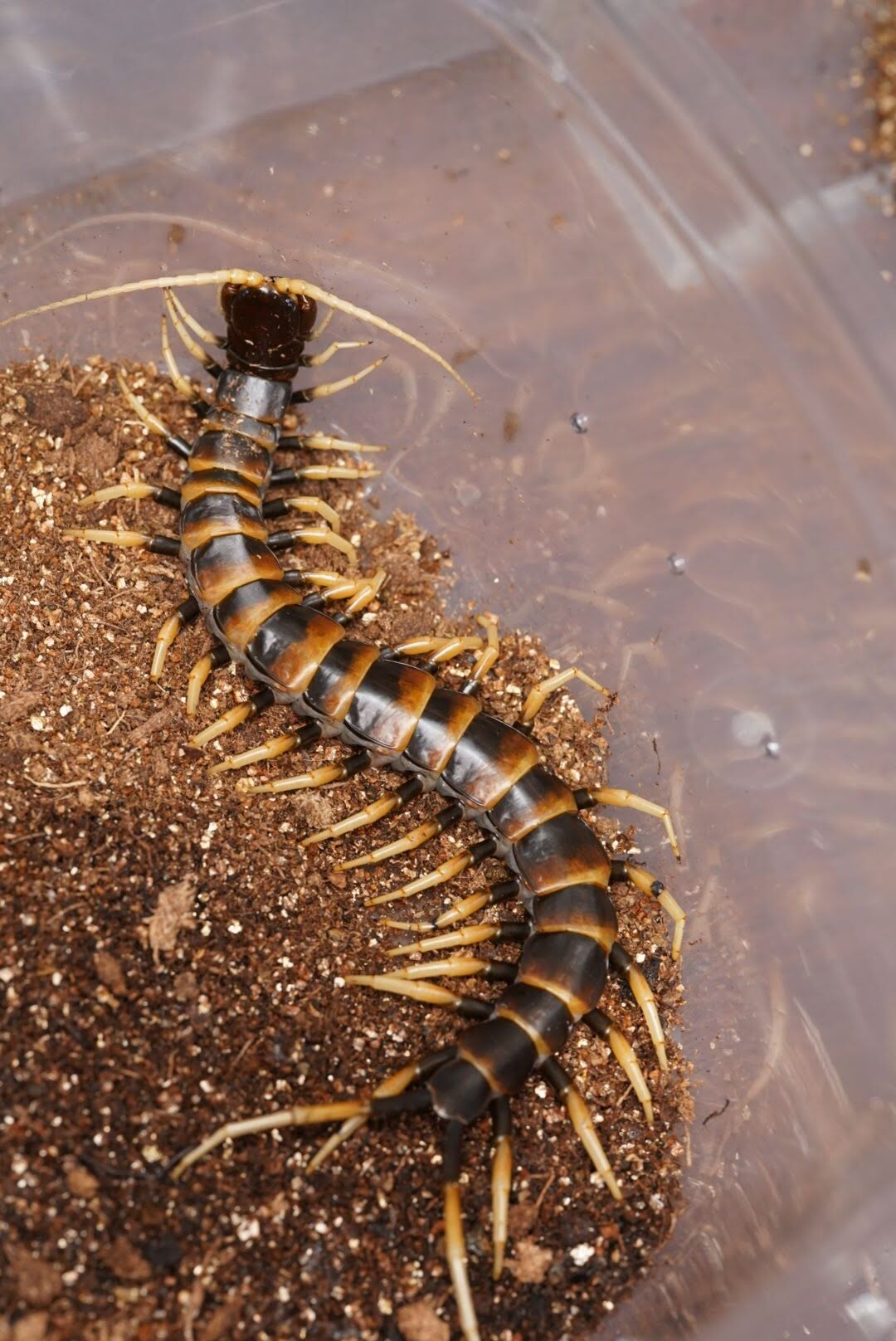 スラウェシブラック/Scolopendra sp. 【ヤング♂】 | 奇蟲屋 榊（タランチュラ通販店）