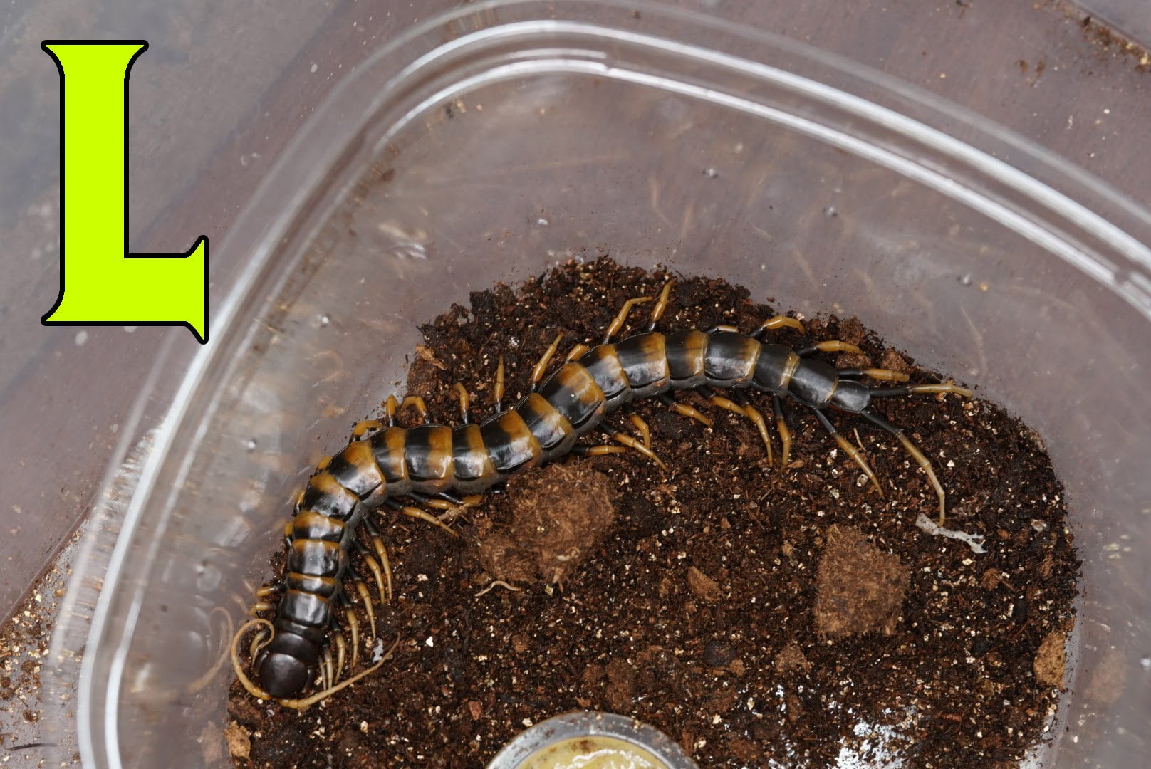 スラウェシブラック/Scolopendra sp. 【ヤング♂】 | 奇蟲屋 榊（タランチュラ通販店）