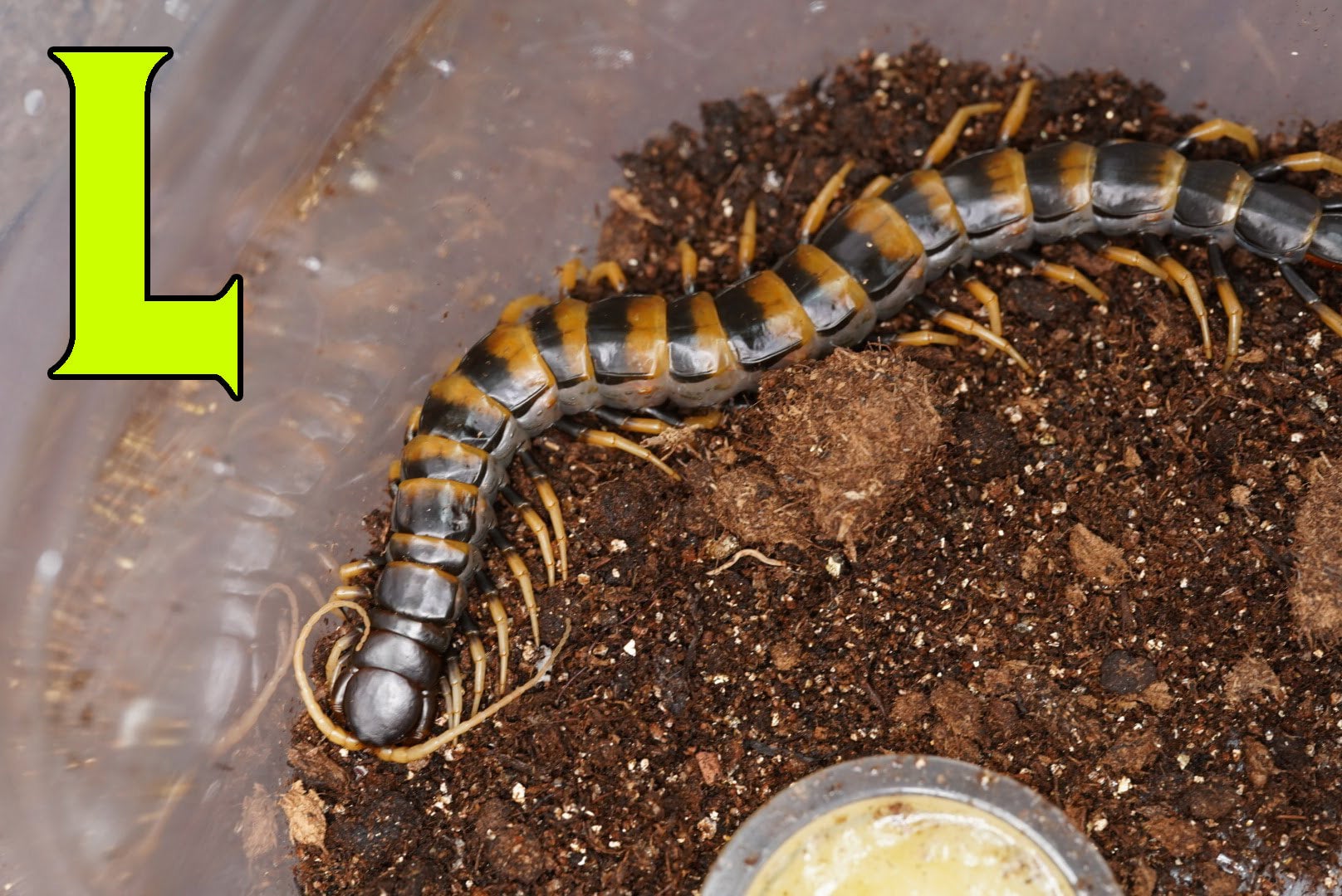 スラウェシブラック/Scolopendra sp. 【ヤング♂】 | 奇蟲屋 榊（タランチュラ通販店）