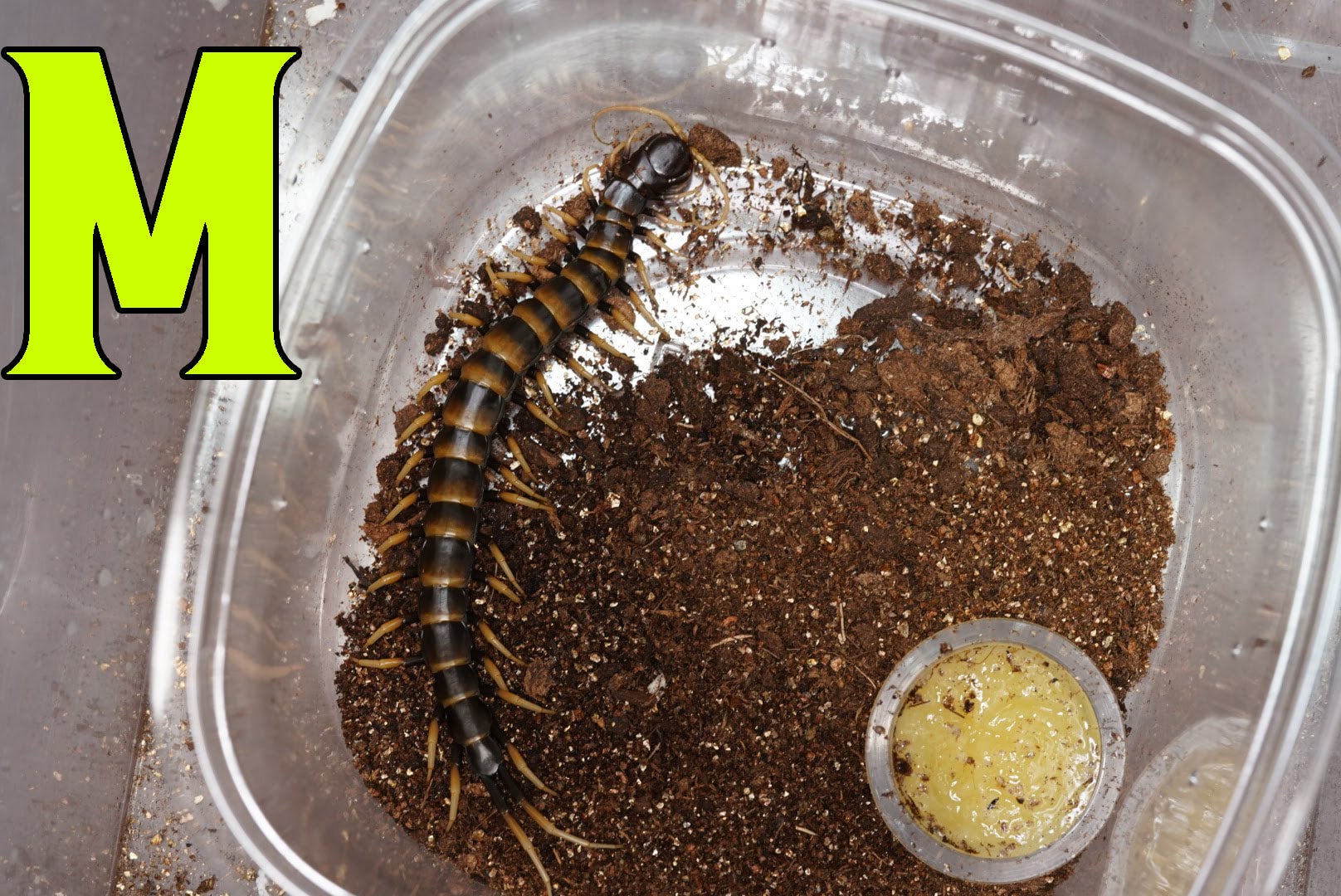 スラウェシブラック/Scolopendra sp. 【ヤング♂】 | 奇蟲屋 榊（タランチュラ通販店）