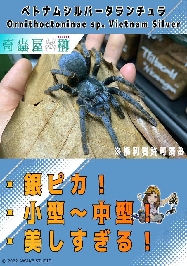 お試し価格！】 all タランチュラ&サソリ about 中古本 and tarantula 