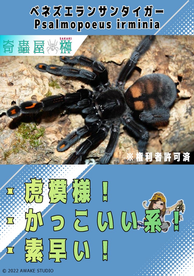 タランチュラ&サソリ all about tarantula and 本 - 住まい/暮らし/子育て