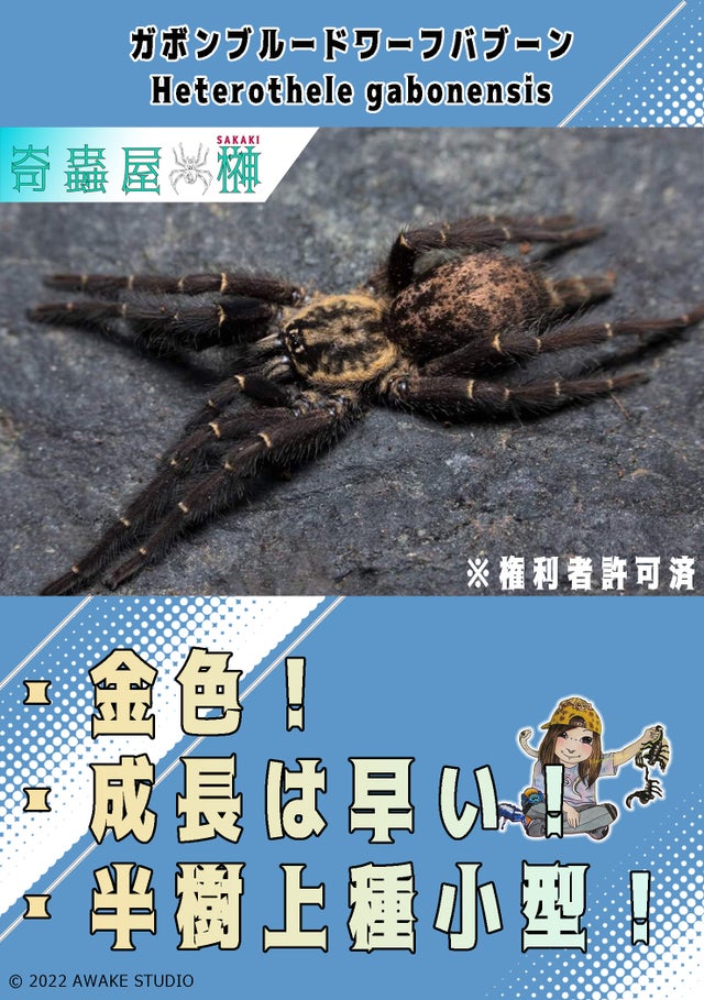 節足動物ビジュアルガイドタランチュラ\u0026サソリ - 語学・辞書 