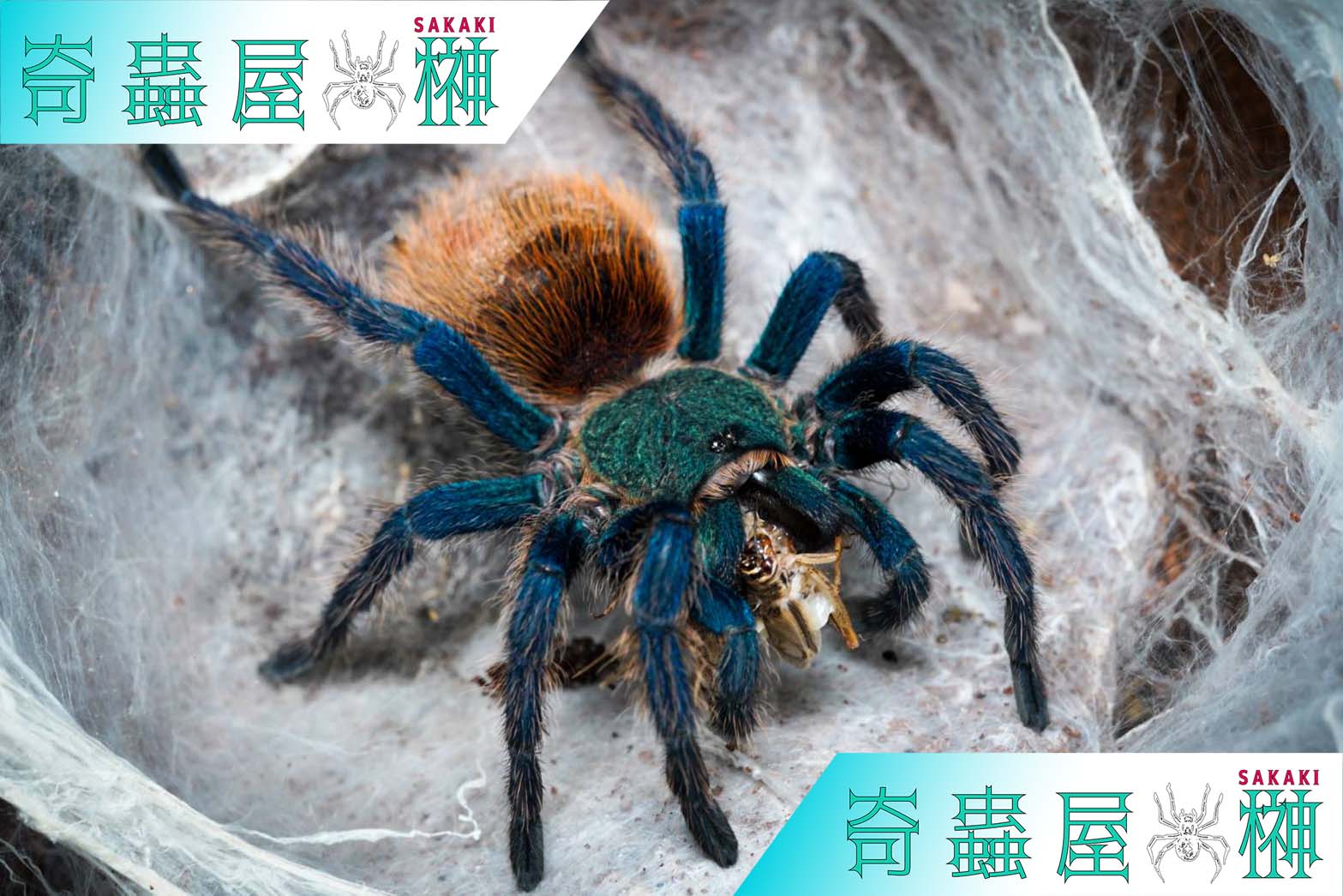 グリーンボトルブルー/Chromatopelma cyaneopubescens【幼体】当店CB | 奇蟲屋 榊（タランチュラ通販店）